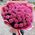 101 pink roses Odessa 1