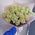 31 white rose 1