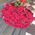 51 red roses 2