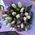 Букет із 51 тюльпана 4