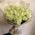 25 white roses in a bouquet - 8