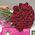 45 imported roses 2