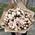 Bouquet of 51 bush roses 1