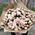 Bouquet of 51 bush roses 3