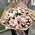 Bouquet of 51 bush roses 4