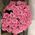 Pink roses 1
