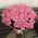 Pink roses 2