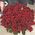 101 red rose 70 cm 8