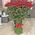 101 red rose 80 cm 5