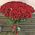 101 red rose 80 cm 6