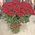 101 red rose 80 cm 8