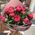 17 бордовых пионов 1