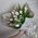 19 tulips 3