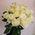 25 white roses in a bouquet 10