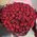 101 red rose 70 cm 12
