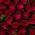 101 red rose 40 cm 1