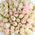 101 creamy pink rose 40 cm 1
