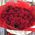 51 red roses 4