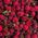 Peony roses Piano Freiland 1