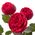 Peony roses Piano Freiland