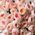 Peony roses Juliet David Austin 2