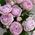 Роза пионовидная Blossom Bubbles