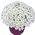 51 chrysanthemums in a box