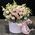 Luxury bouquet in a box 1