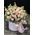 Luxury bouquet in a box