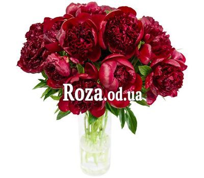 15 бордовых пионов
