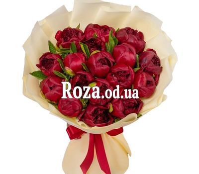17 бордовых пионов
