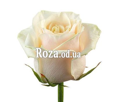 Количество выбираете Вы