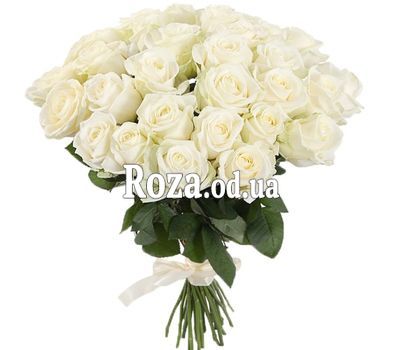 31 white rose