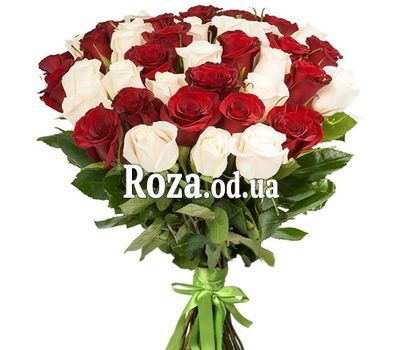 41 red and white imported rose