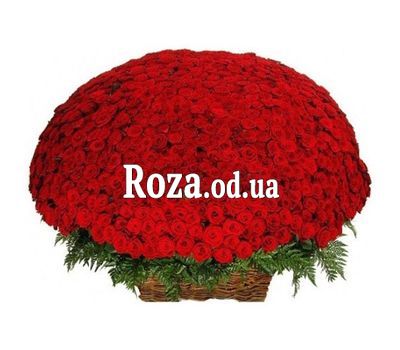 1001 красная роза