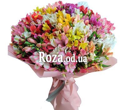 101 multi-colored alstroemerias
