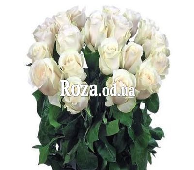 21 imported white rose