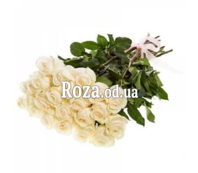 31 імпортна біла троянда
