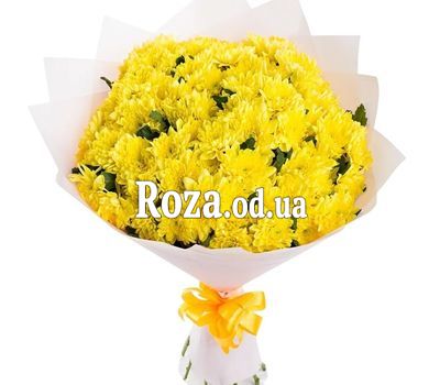 13 хризантем