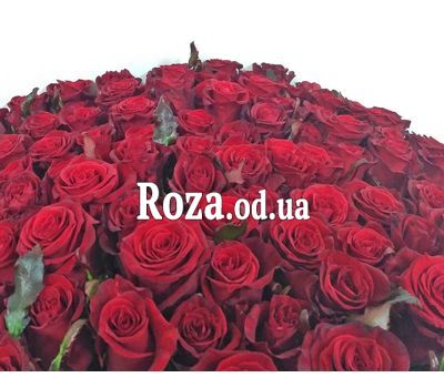 101 red rose 80 cm 2