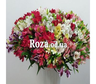 101 multi-colored alstroemerias 1