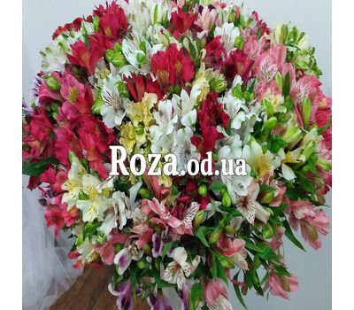 101 multi-colored alstroemerias 2