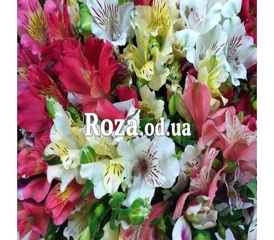 101 multi-colored alstroemerias 3