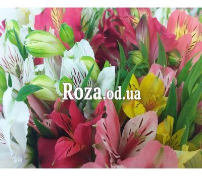 101 multi-colored alstroemerias 4