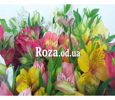 101 multi-colored alstroemerias 5