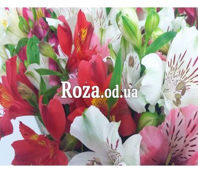 101 multi-colored alstroemerias 6