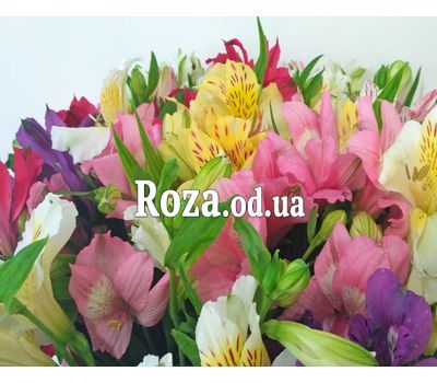 101 multi-colored alstroemerias 7
