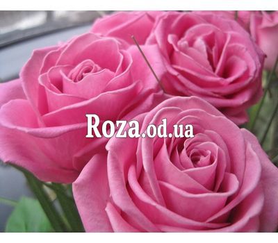 11 розовых роз 1