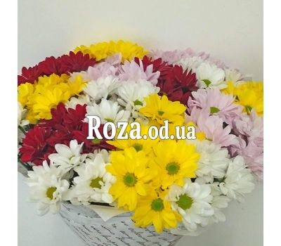 15 разноцветных хризантем в букете 1