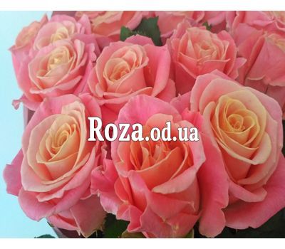 17 персиковых роз 1